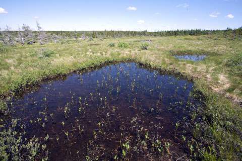 Cape Breton Highlands Bog Hiking Trail